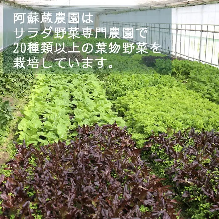 【定期便 全12回】サラダ野菜セット～3～5品種を毎月お届け～
