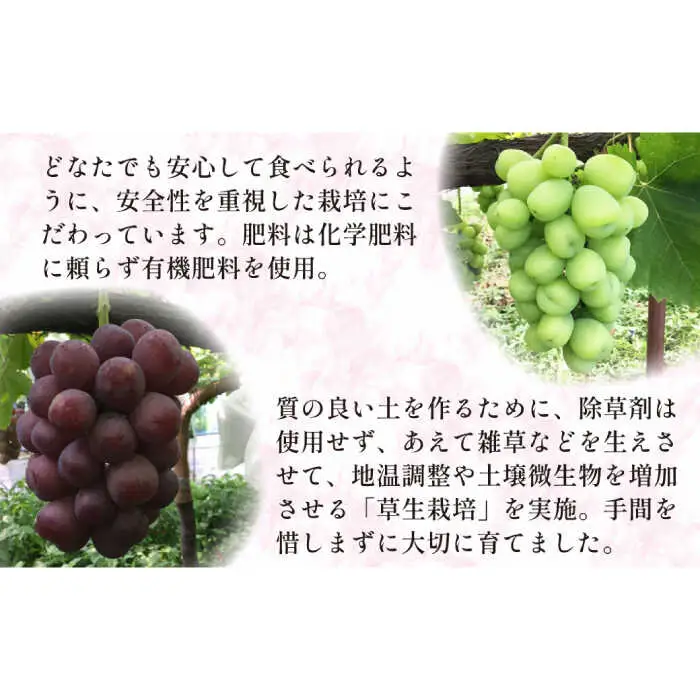 【2026年8月〜発送】【数量限定】 旬の珍しい厳選 ぶどう 約 1kg / 旬 フルーツ ぶどう ブドウ 葡萄 くだもの 果物 マスカット 産地直送 / 南島原市 / 長崎県農産品流通合同会社 [SCB053]