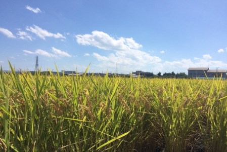 令和7年産 みずかがみ 白米 環境こだわり米 10kg 【K074W】 近江米