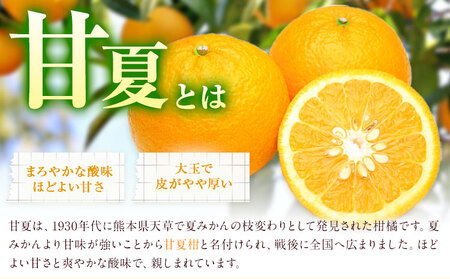 菊池銘菓 あまなつ賛菓 6個入 1箱 有限会社中原松月堂《30日以内に出荷予定(土日祝除く)》 熊本県 菊池市 スイーツ デザート タルトケーキ 甘夏 柑橘 個包装 お菓子 焼き菓子