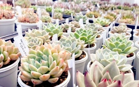 【名札付き】多肉植物の詰め合わせ 5～7株セット【多肉 多肉植物 植物 観葉植物 育てる 詰め合わせ 岡山県 倉敷市 おすすめ 人気】