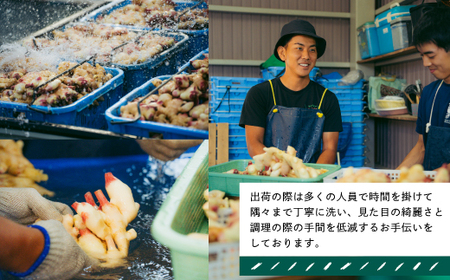 早期受付 期間限定 みずみずしさがたまらない 新生姜 約4kg【2026年5月下旬～9月上旬配送】高知県 高知 四万十市 四万十 しまんと 農作物 特産 しょうが 生姜 ショウガ 野菜 旬 新鮮 国産 先行 予約 ジンジャー 25-818