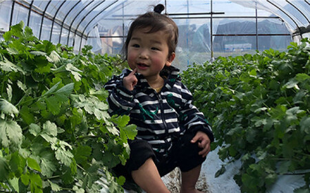 糸島産 パクチー 1kg （100g×10袋）糸島市 / MURA FARM [AFD002]
