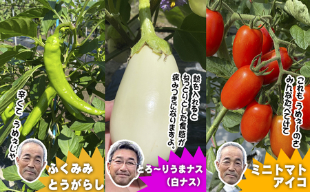 数量限定　矢巾町産　夏野菜セット【10種】7月発送/産地直送 野菜セット 約10品目 新鮮 旬 野菜 やさい きゅうり ナス ピーマン 玉ねぎ りんご じゃがいも トマト ミニトマト キャベツ にんじん 枝豆 ネギ 詰め合わせ お取り寄せ おまかせ おすすめ 岩手県 矢巾町