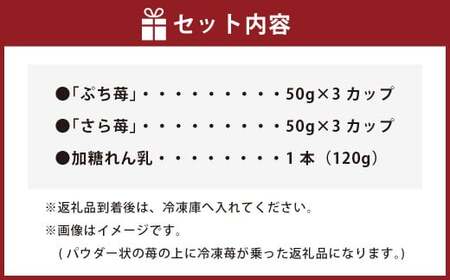 いちご 冷凍 50g×6カップ（300g） 練乳  完熟 冷凍 いちご 「ぷち苺」 と 「さら苺」 各3カップ 合計6カップ（300g） 練乳付き  1本（120g） 園村苺園 熊本県産冷凍いちご 宇城市産冷凍いちご 九州産冷凍いちご 
