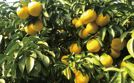 小夏 約 5kg 18～30個 高知県産 四万十市産 贈答用 ギフト 【 早期受付 数量限定 】先行 予約 ハウス栽培 こなつ コナツ 柑橘 フルーツ 果物 高知県 高知 四万十市 四万十 しまんと 【 2026年5月下旬～6月下旬発送】25-1063