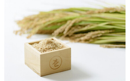 数量限定★令和7年産|棚田米コシヒカリ|新潟上越牧産ブランド米「幻米」10kg(10kg×1袋)玄米 お米 こめ 白米