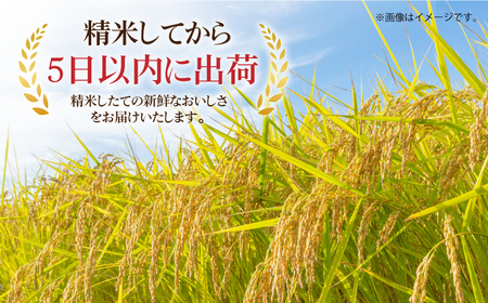 令和7年産 さがびより 計10kg（5kg×2袋）/ 白米 [41ACBW001] | 佐賀県