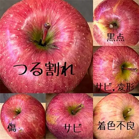 お試し 規格外品 糖度13度以上保証 りんご サンふじ 訳あり 【R7年りんご品評会最高賞】_果物・フルーツ りんご  リンゴ 林檎_【配送不可地域：離島・沖縄県】【1449164】