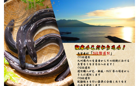 1722-2 【定期（全3回）】大人気！鯉家の絶品蒲焼「真地焼きうなぎ（2尾）」【国産・手焼き備長炭】 KN040-T03 魚 冷凍 鰻