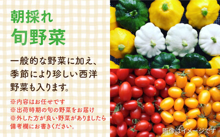 【全6回定期便】糸島の朝産み黄金タマゴ10個 朝どれ新鮮野菜5品 セット【福岡県糸島産】 糸島市 / オーガニックナガミツファーム 玉子 やさい 	[AGE048]