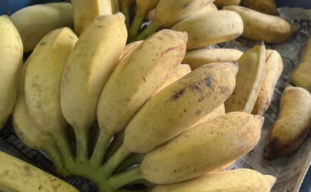 バナナ【2026年発送】本部町産アップルバナナ　3kg以上  フルーツ 