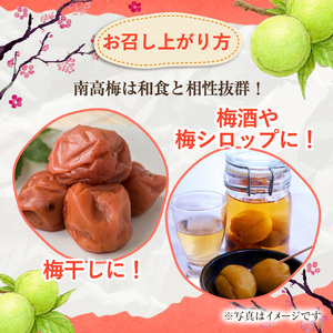訳あり！鹿児島県産 南高梅(約4kg) 国産 果物 梅 うめ ウメ ナンコウウメ 和食 梅干し 梅酒 梅シロップ 訳アリ サイズ混合 期間限定【松永青果】akn053-09