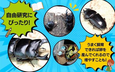 【先行予約】 オオクワガタペア 飼育 セット 70mm～ 福島県 田村市 田村