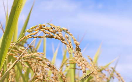 【令和7年度産】松島産ササニシキ5kg×2袋 No.092