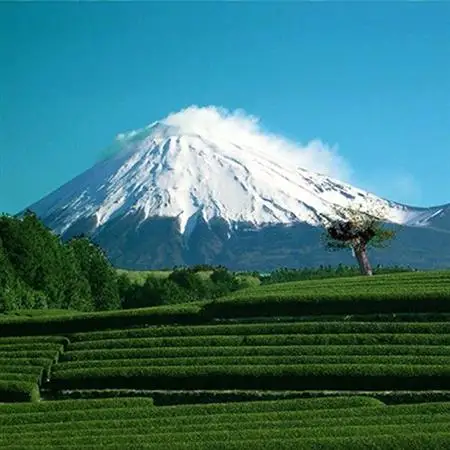 ぐり茶九谷つばき缶2本セット_飲料・ドリンク 茶葉・ティーバッグ 茶 _【1014964】