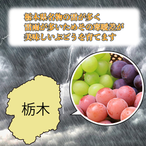 【先行予約】朝摘み直送 シャインマスカット 2kg
