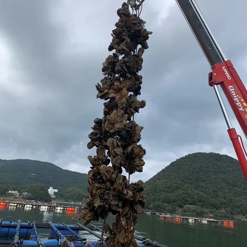 【先行予約】京都・京丹後産　鮮度抜群！濃厚肉厚岩牡蠣（生食用）約5kg（約10個）（殻付き・かんかん入り・冷蔵・ナイフ付き）