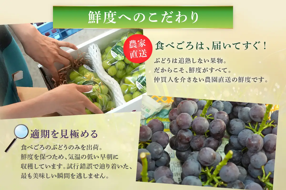 【先行予約】根域制限シャインマスカット 約1.8kg 3～5房《9月中旬頃から発送》 果物 シャインマスカット 先行予約 【183_1882】