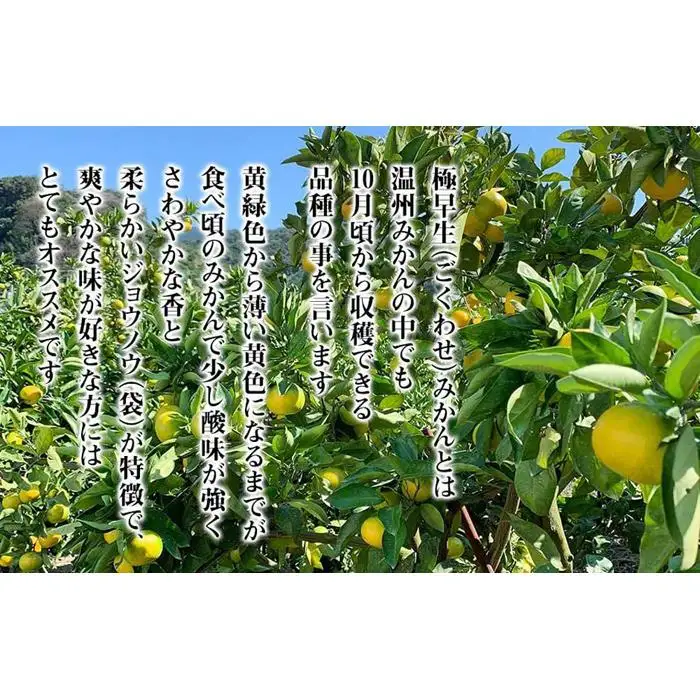訳あり 極早生 箱込 10kg (内容量約 9.2kg) サイズミックス 有田みかん 和歌山県産 【みかんの会】［2026年10月上旬頃より順次発送予定］