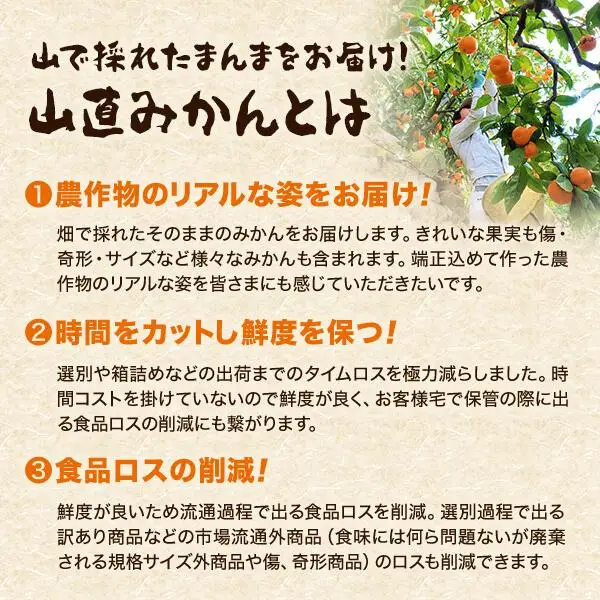 みかん 極早生 山から直送 箱込 2.5kg (内容量約 2.3kg) 採れたてそのままごろごろ規格 有田みかん 和歌山県産 【みかんの会】［2026年10月上旬頃より順次発送予定］