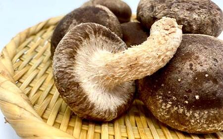 きのこ屋の肉厚なところを選んだ生しいたけ 約1kg F4D-0702