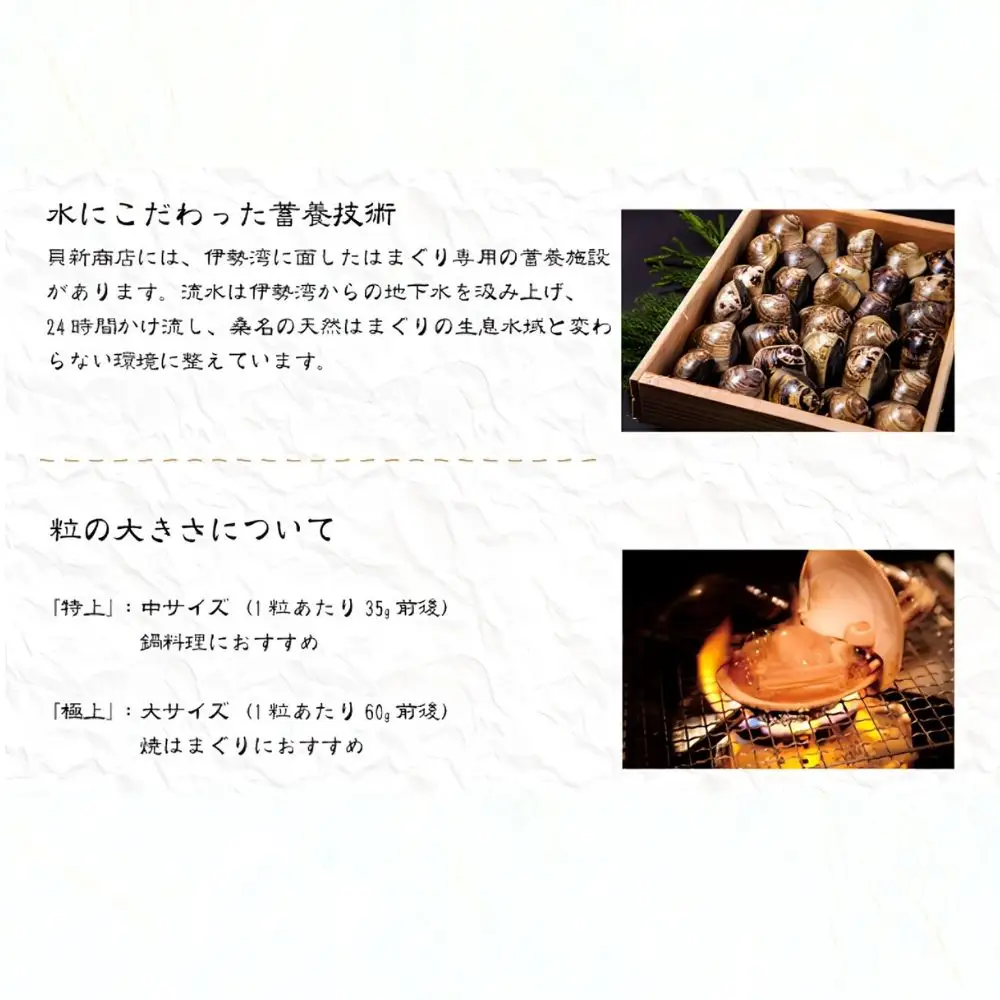 貝新畜養 活かしはまぐり （極上サイズ）2kg 木箱入り