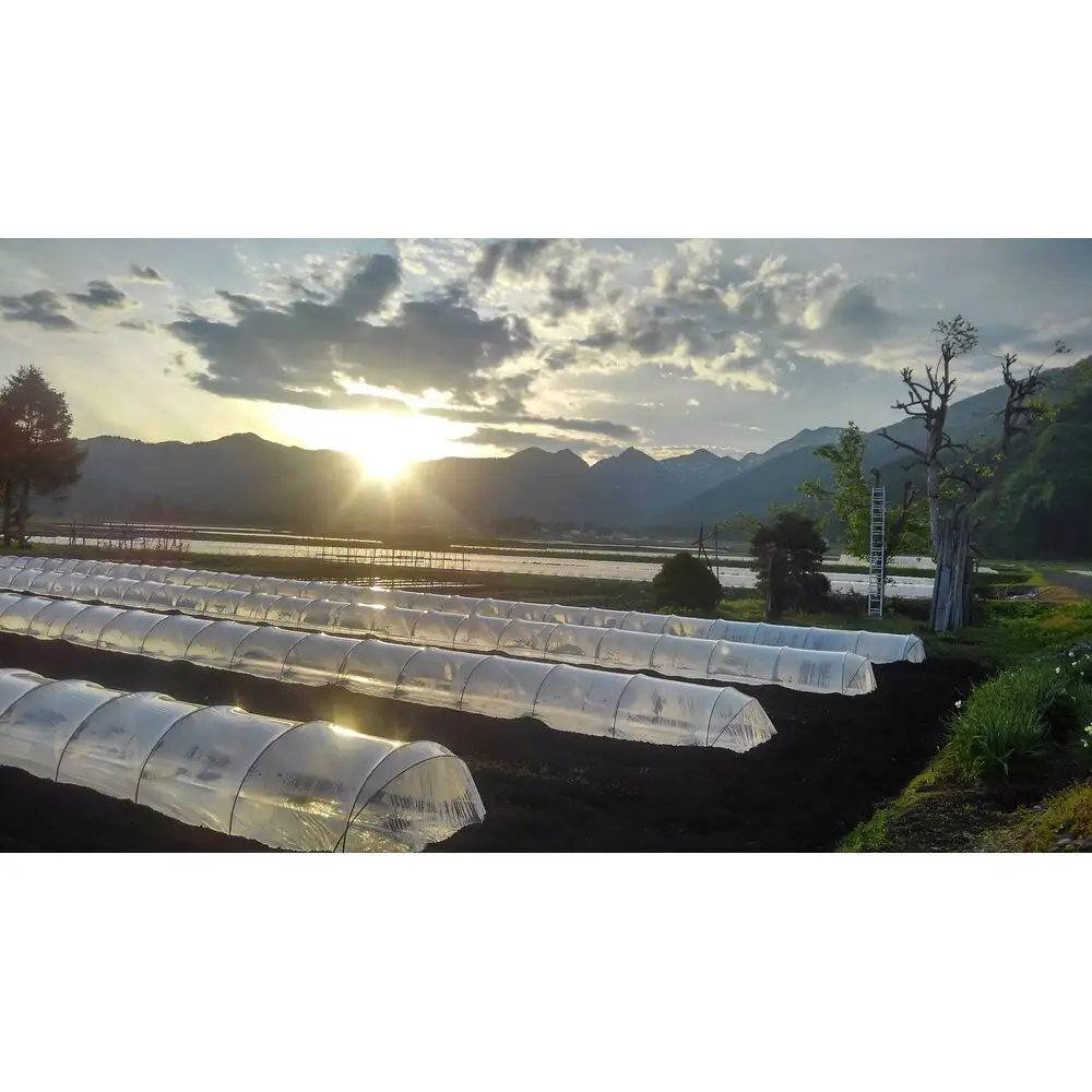 2026年7月下旬から発送予定　野菜ソムリエサミット金賞受賞　「清水農園の八色産金色羅皇」（１玉）