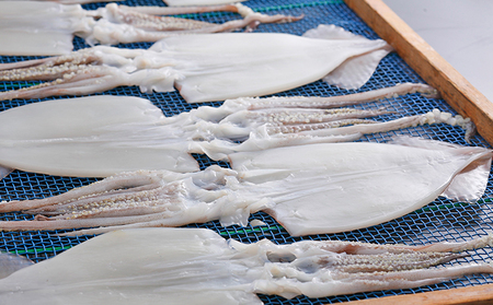 柔らか肉厚の スルメイカ 一夜干し 1枚[ 国産 干物 肴 つまみ イカ ]