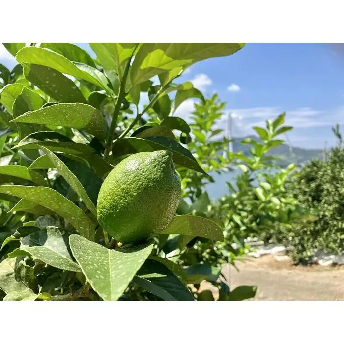 【レモン島から贈る】安心の国産グリーンレモン2.5kg 2026年10月下旬より発送予定