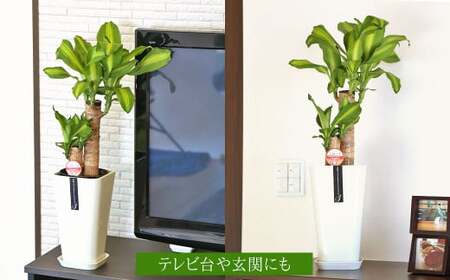 【4月上旬～9月下旬発送】幸福の木 6号 カラーポット 白 約60～70cm 観葉植物 インテリア 植物