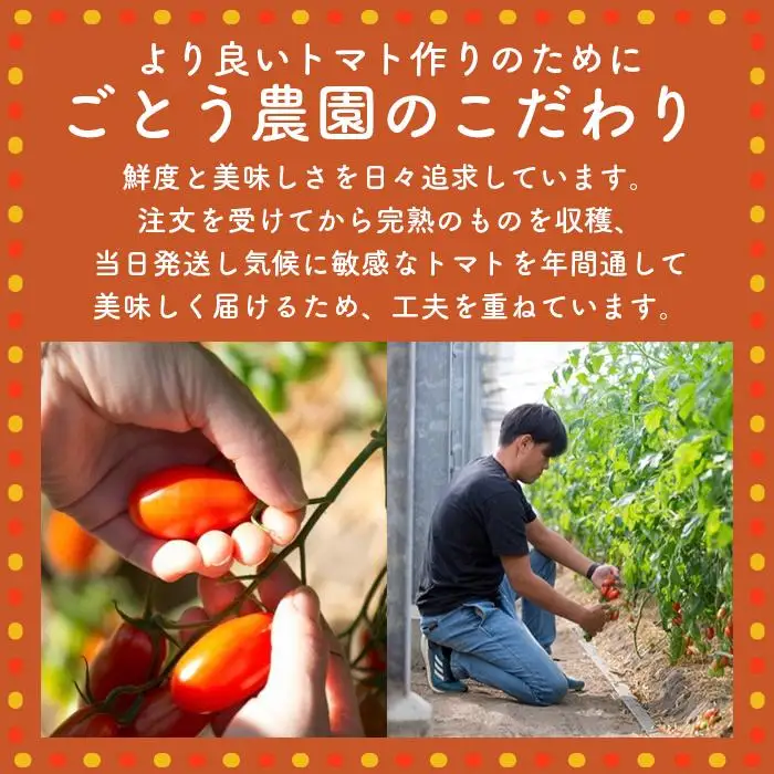 高糖度の完熟トマトを使用 510トマトビーフカレー（箱付き・パウチ包装タイプ）4パック  訳あり 人にも環境にも優しい エコ こだわり レトルト カレー  シチュー おいしい 人気 リピート多数 非常食 保存食 長期保存 防災食 備蓄食 災害用品 災害用保存食 防災グッズ 防災用品