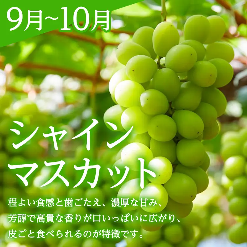【定期便3回】みのりの山形～紅秀峰を味わう食べつくし定期便～ くだもの 果物 フルーツ 山形 山形県 山形市 FY23-907