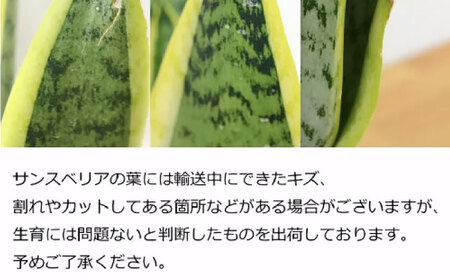 サンスベリア  ローレンティ 10号 ブラックセラート サンスベリア[ACYK013]