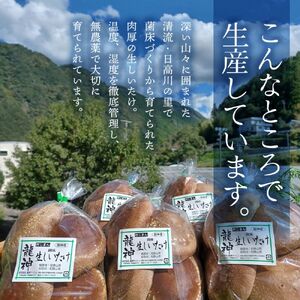 龍神マッシュの生しいたけ３袋セット / 肉厚 無農薬 菌床栽培 きのこ シイタケ 椎茸 和歌山県 田辺市 【mas001】