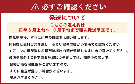 【3月上旬～10月下旬発送】モンステラ7号陶器ロング 鉢 インテリア 観葉植物 草花 樹木 ギフト