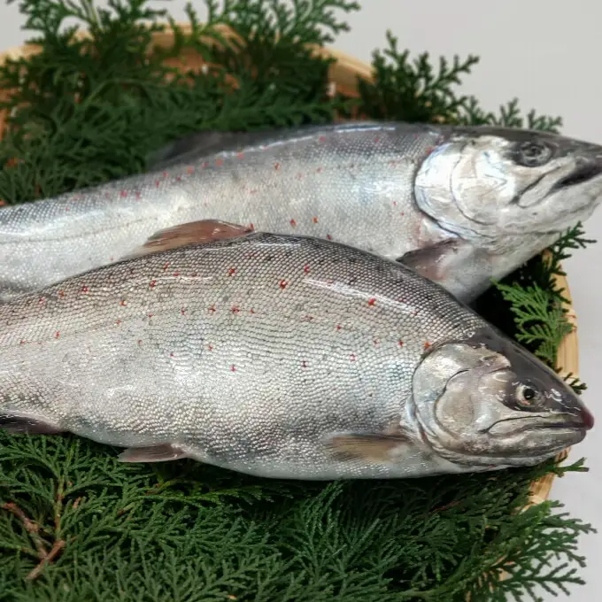 ここにしかない。室戸海洋深層水で育った希少高級食材サツキマス　約５００ｇ