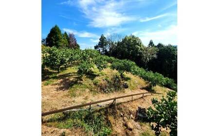 【先行予約】石元農園の土佐文旦　家庭用　約10キロ（14～22玉）〈2027年2月～発送〉 期間限定 土佐文旦 文旦 10kg ぶんたん 果物 柑橘 フルーツ 高知県産 家庭用 おいしい【石元農園】 [BQBH002]