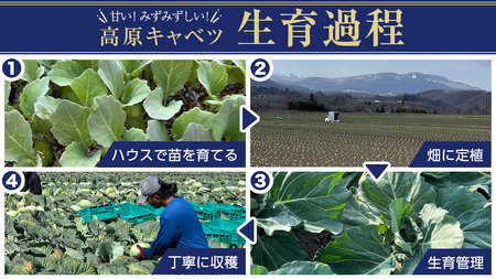 【7月中旬発送開始】 嬬恋キャベツ 定期便 嬬恋産 高原 キャベツ 4玉 1ケース 隔月2回 Lサイズ 先行予約 2026年発送 [AS006tu]