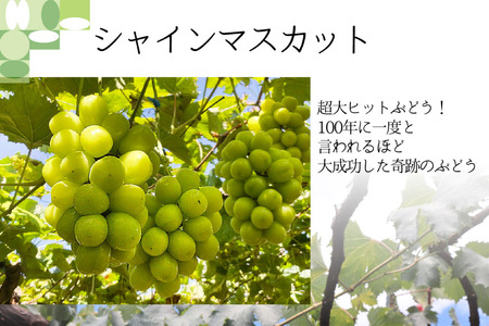 【2026年発送 定期便 】【2回発送】シャインマスカット 予約 1kg 相当× 2回 計 2kg シャイン 山梨 やまなし フルーツ 果物 くだもの ぶどう ブドウ 葡萄 種なし 山梨県産 期間限定 季節限定 NS-1013 [韮崎翠緑 山梨県 韮崎市 20743498]