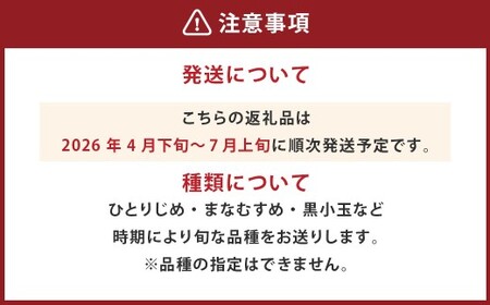 小玉西瓜 2玉入 1玉あたり1.5kg以上 すいか スイカ【2026年4月下旬～7月上旬迄順次発送予定】