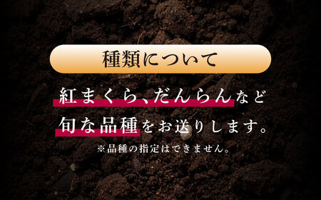 大玉西瓜（1玉入り）8kg以上 すいか スイカ 【2026年5月上旬～7月上旬迄順次発送予定】