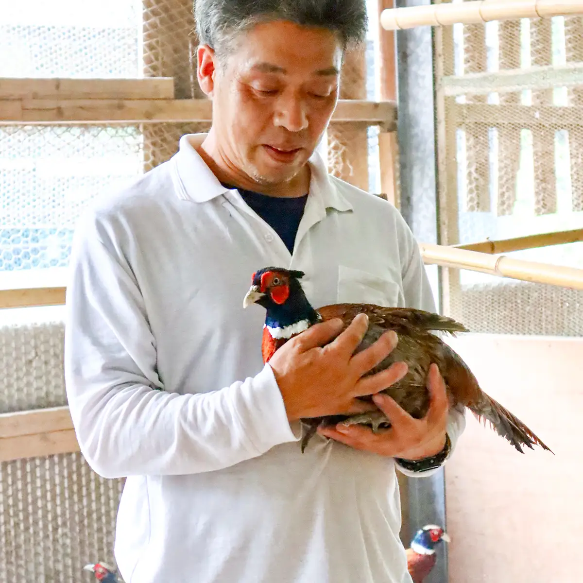 【きじ肉】きじ重４人前
