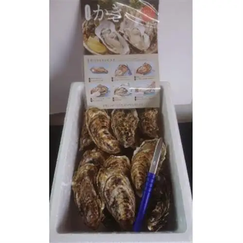 仙鳳趾名産 牡蠣 100～149g×18個+かきナイフ付K4-1_仙鳳趾 センポウシ せんぽうし 牡蠣 カキ 生食用 殻付き 牡蠣 絶品 産地直送 北海道 釧路町 釧路超 特産品 _【配送不可地域：離島・沖縄県・信越、北陸・東海・近畿・中国・四国・九州】【1294846】