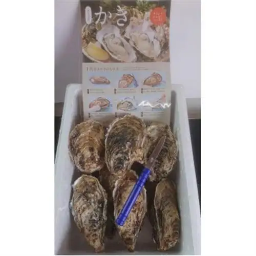 仙鳳趾名産 牡蠣 150～199g×13個+かきナイフ付K4-3_仙鳳趾 センポウシ せんぽうし 牡蠣 カキ 生食用 殻付き 牡蠣 絶品 産地直送 北海道 釧路町 釧路超 特産品 _【配送不可地域：離島・沖縄県・信越、北陸・東海・近畿・中国・四国・九州】【1294853】
