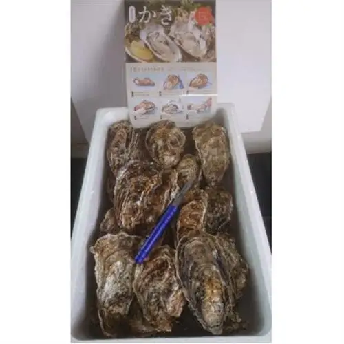 仙鳳趾名産 牡蠣 150～199g×28個+かきナイフ付K4-4_仙鳳趾 センポウシ せんぽうし 牡蠣 カキ 生食用 殻付き 牡蠣 絶品 産地直送 北海道 釧路町 釧路超 特産品 _【配送不可地域：離島・沖縄県・信越、北陸・東海・近畿・中国・四国・九州】【1294862】