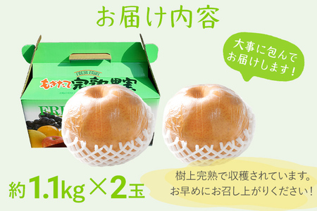 【数量限定】梨 愛宕梨 大玉2玉 期間限定 先行予約 ≪2026年 11月上旬頃より順次出荷≫ 樹上完熟  日本一大きな梨 フルーツ 松木果樹園 
