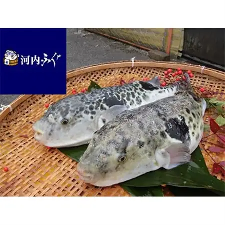 [河内とらふぐ]活き締めとらふぐ鍋用切身・乾燥ひれセット(冷蔵品)【配送不可エリア注意】_魚介・海産物 ふぐ 鮮魚 フグ 河豚_【配送不可地域：離島・北海道・沖縄県・東北・関東・九州】【1289621】