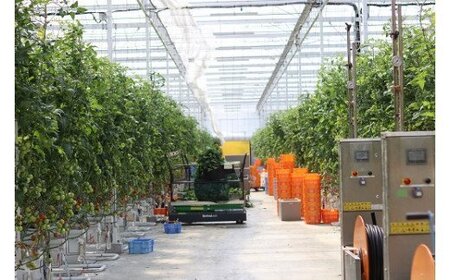 寅福菜園の高リコピントマト「サステナブルトマト」　4㎏
