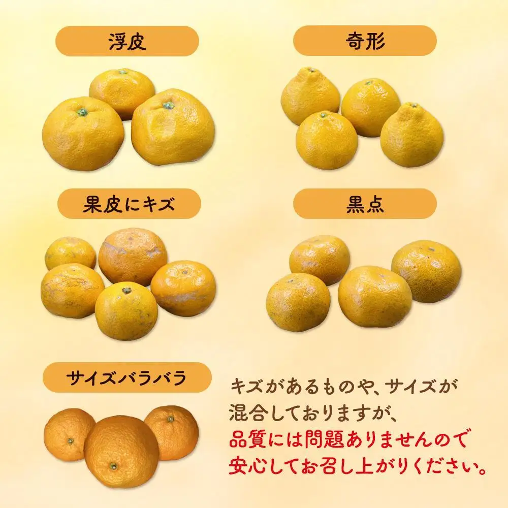 訳あり みかん 約 2.3kg 有田みかん 和歌山県産